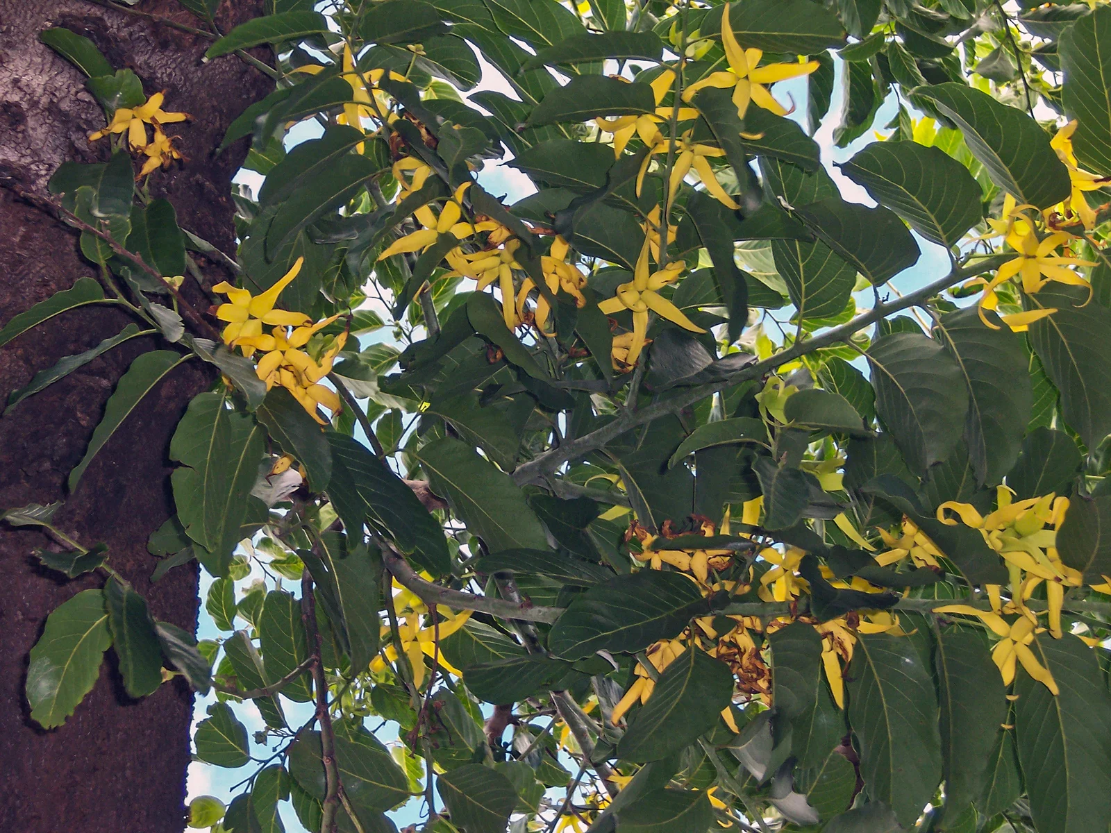 Huile essentielle d'Ylang-Ylang : bienfaits et utilisation