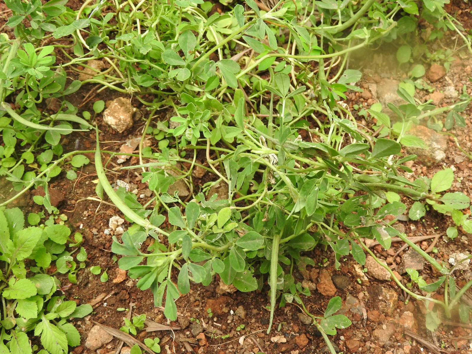 Fenugrec Trigonella foenum graecum plante fleurs glycémie diabète naturel