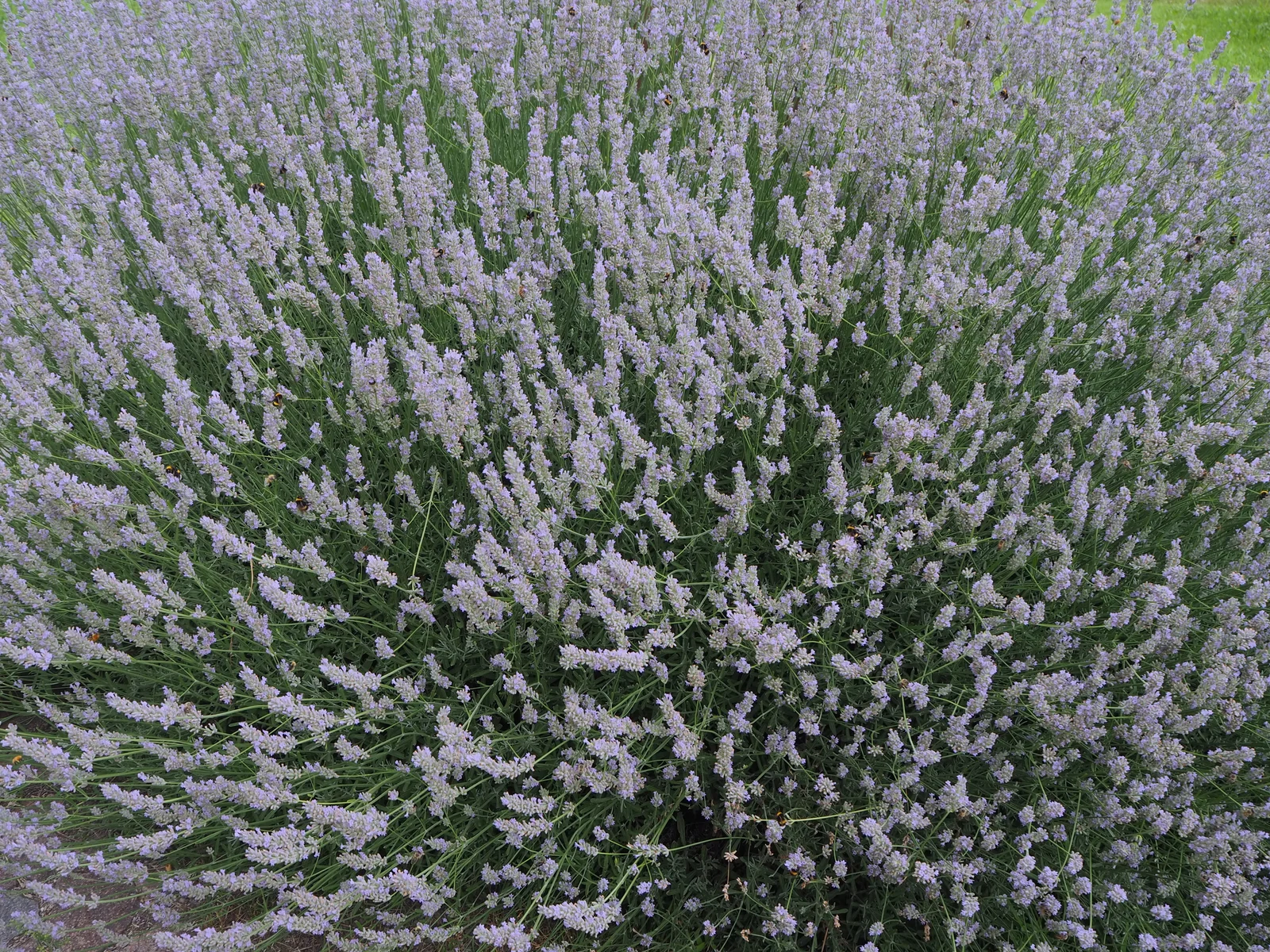 Plante de lavande, huile essentielle douce parfois tolérée pendant la grossesse