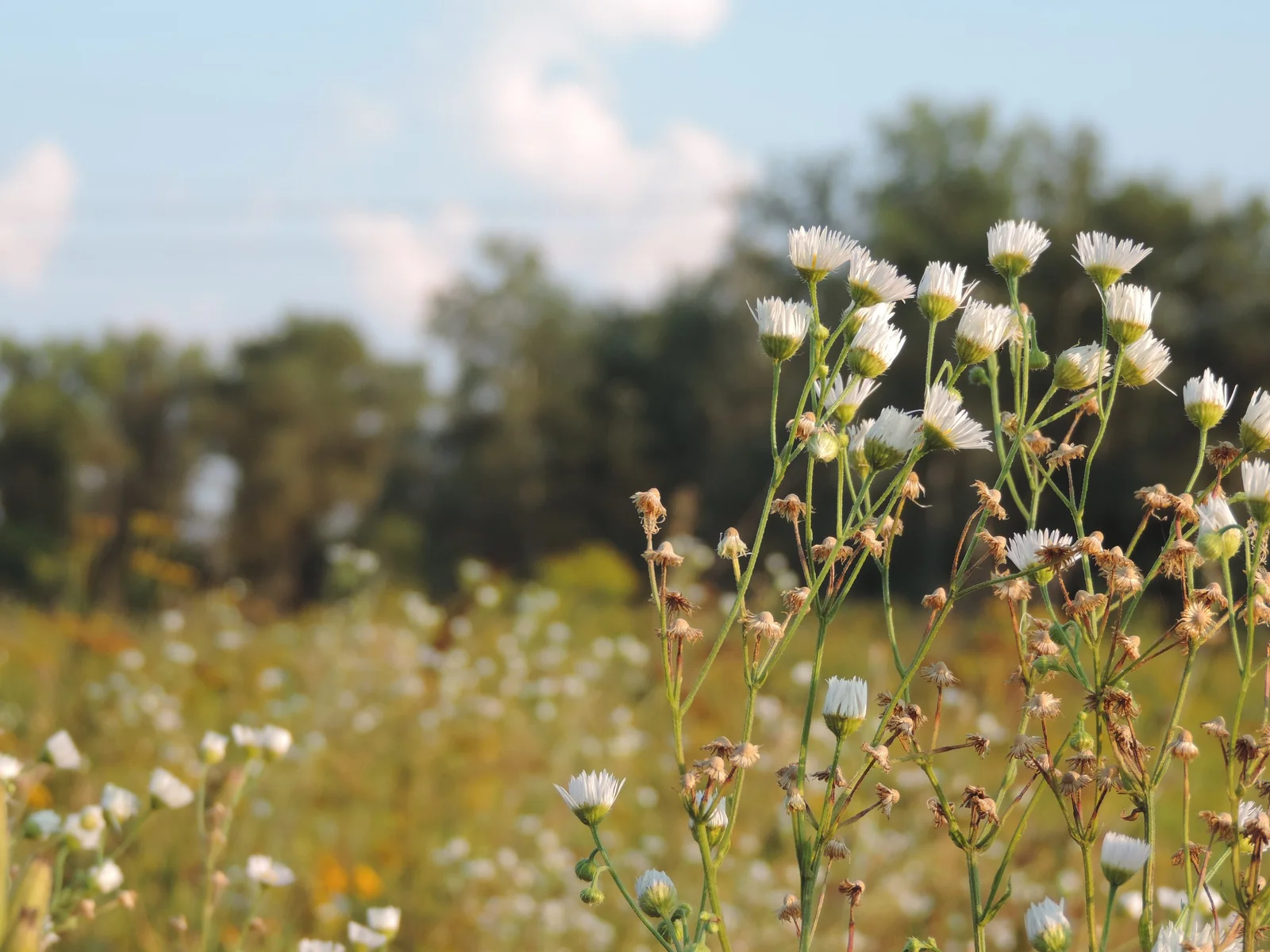 Champ de camomille en fleurs, plante utilisée en synergie d'huiles essentielles pour le sommeil