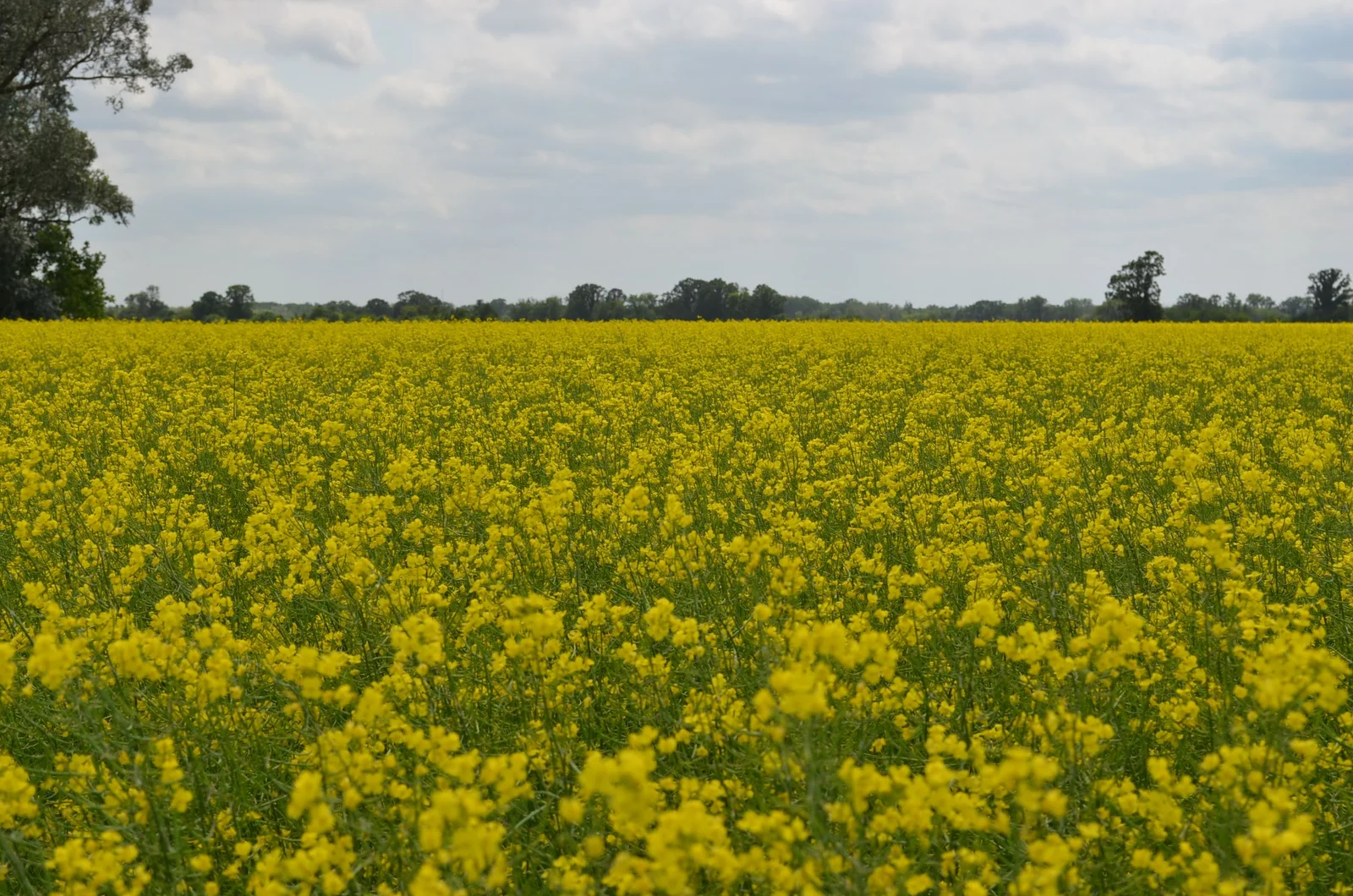 Champ de colza en fleurs, graines oléagineuses utilisées pour produire de l'huile de graines