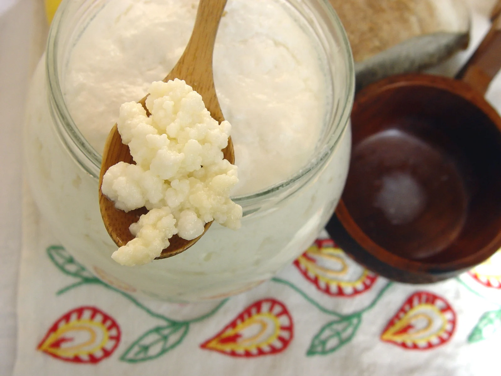 Grains de kéfir de lait dans un bocal, cultures symbiotiques blanches gélatineuses