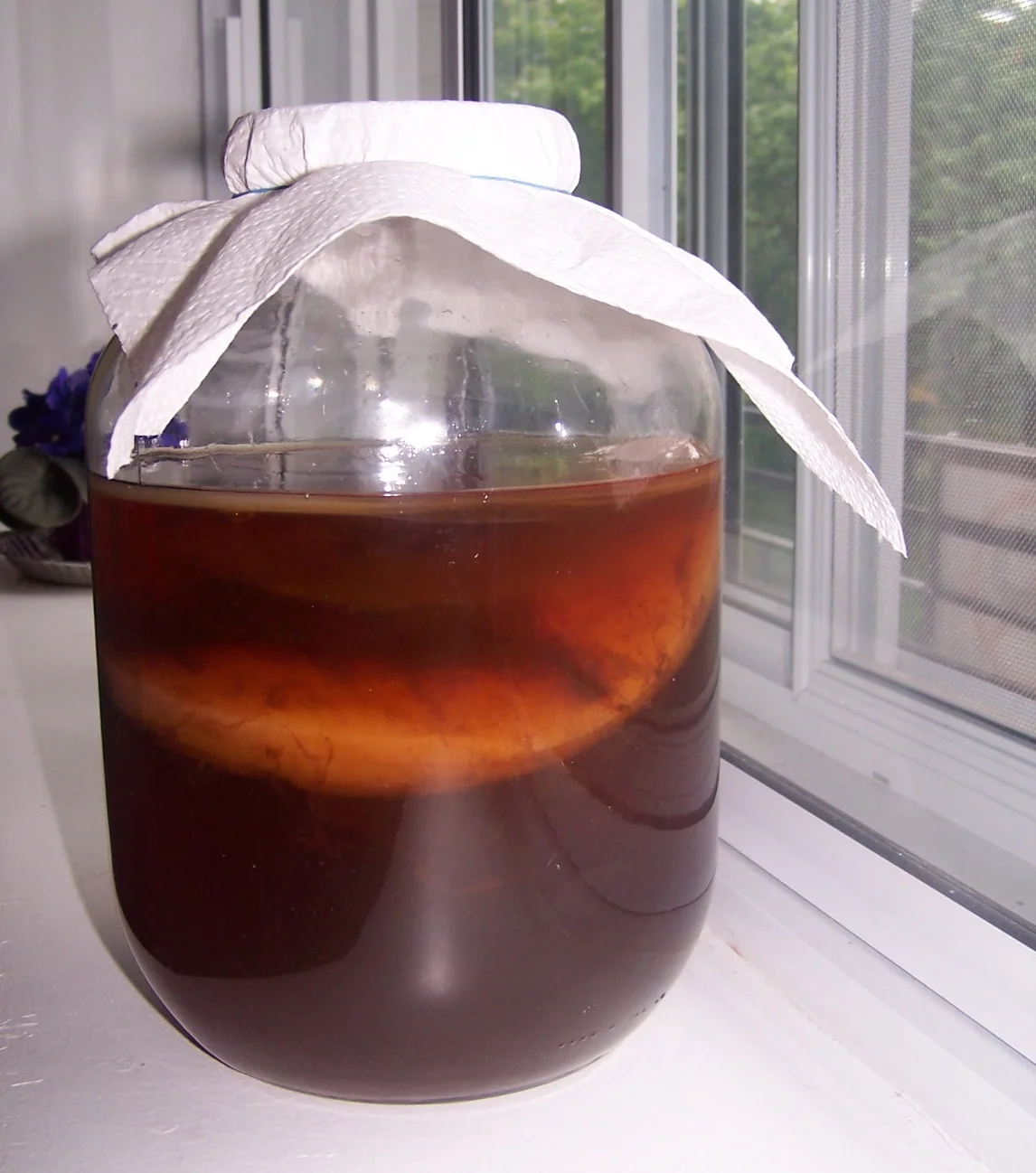 Kombucha en fermentation dans un bocal en verre avec le SCOBY visible à la surface