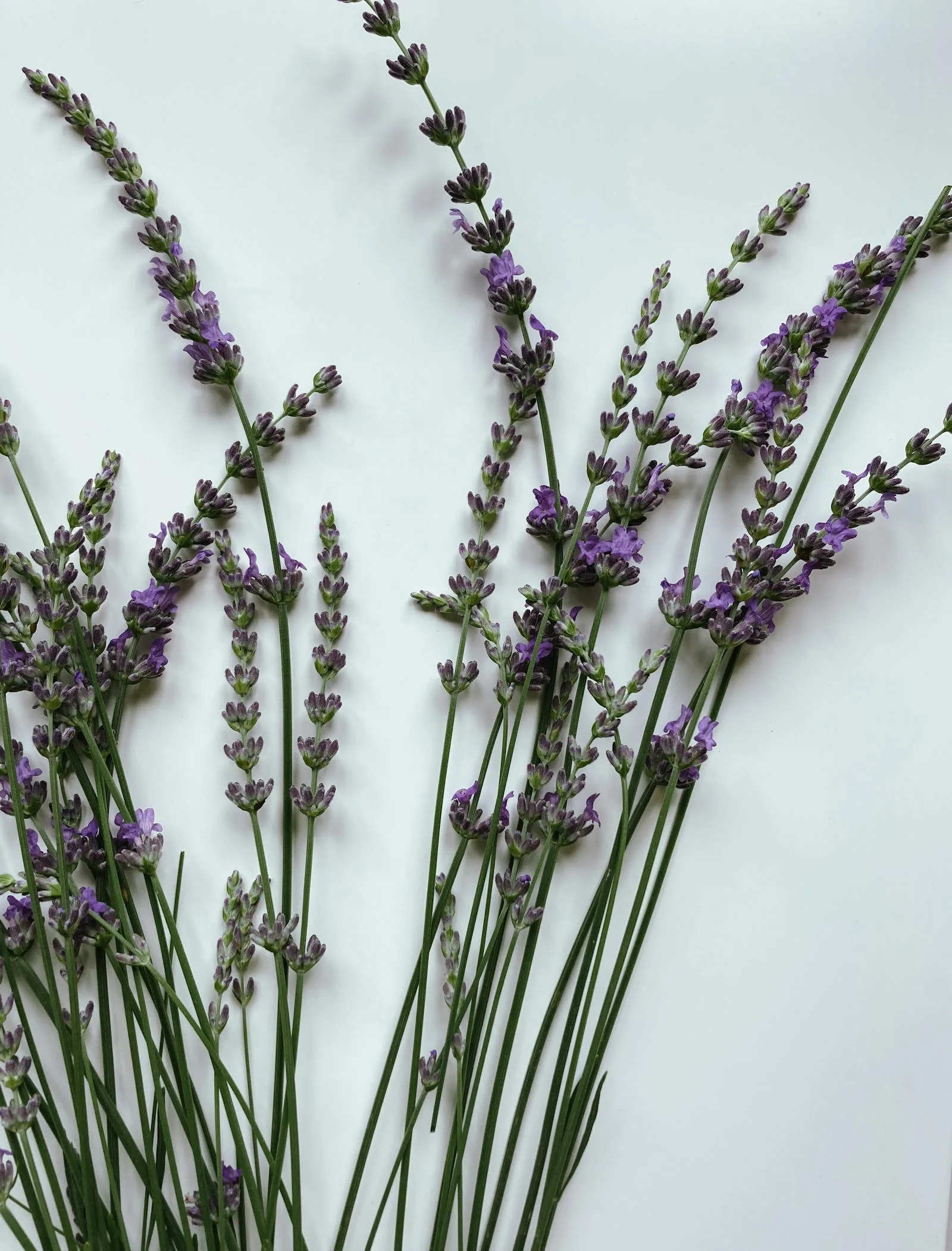 Branches de lavande vraie Lavandula angustifolia avec fleurs violettes - bienfaits aromathérapie naturelle
