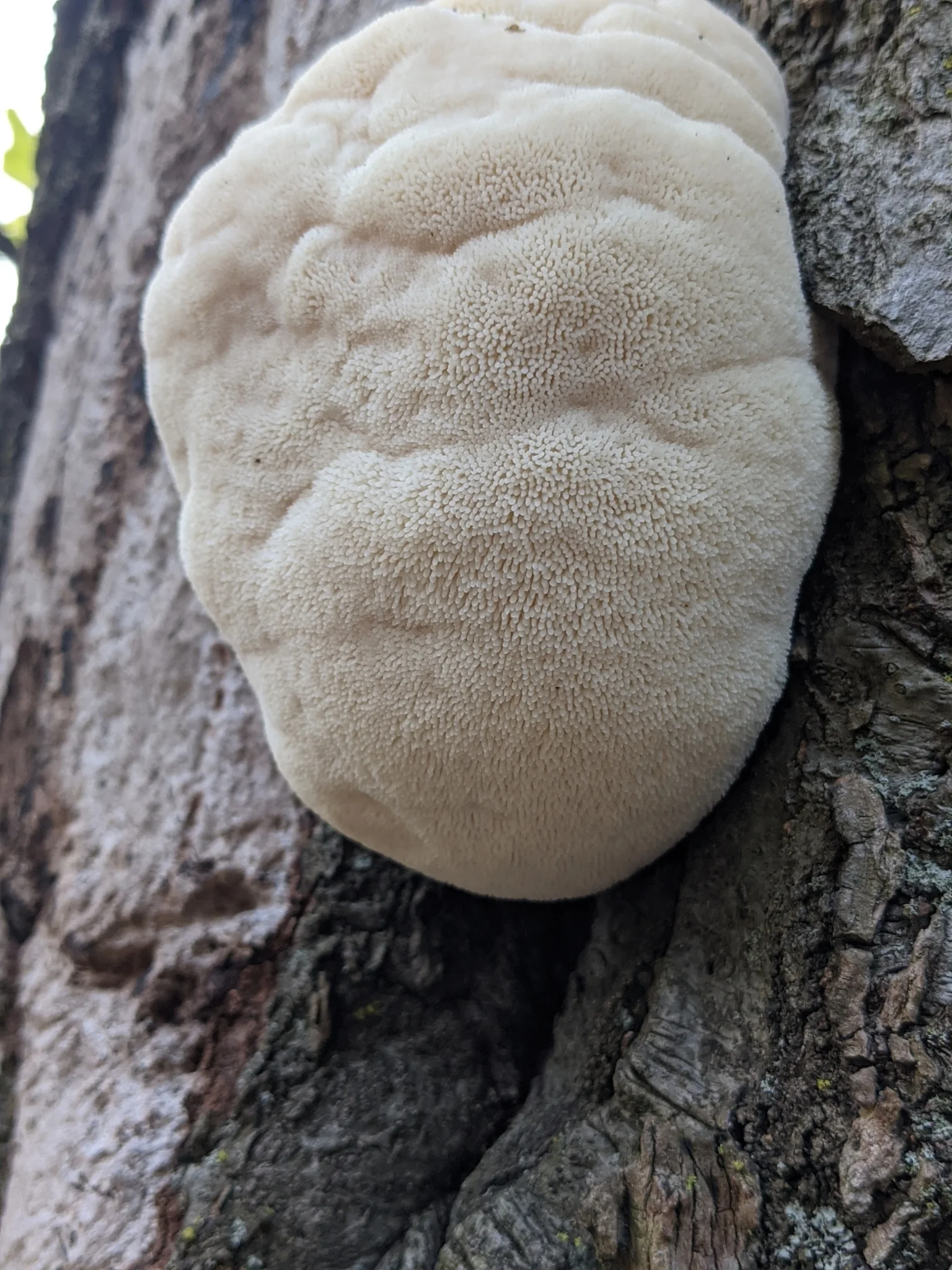 Lion's Mane Hericium erinaceus poussant sur un tronc d'arbre — champignon médicinal nature