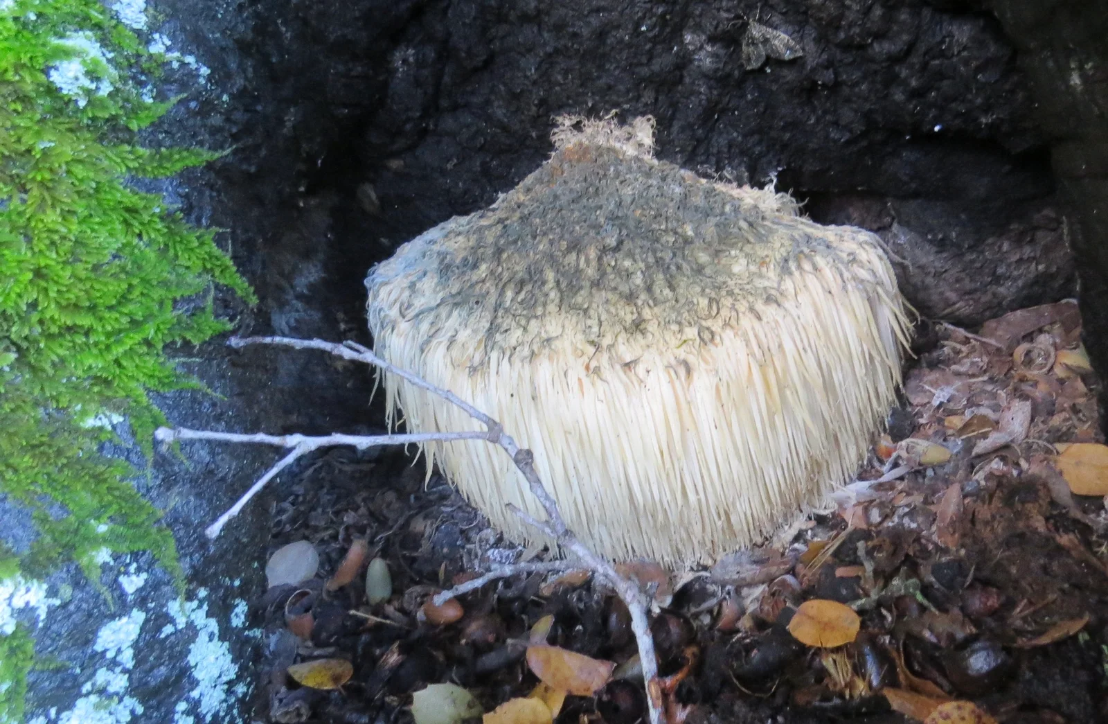Hericium erinaceus champignon Lion's Mane en forêt — crinière de lion champignon médicinal