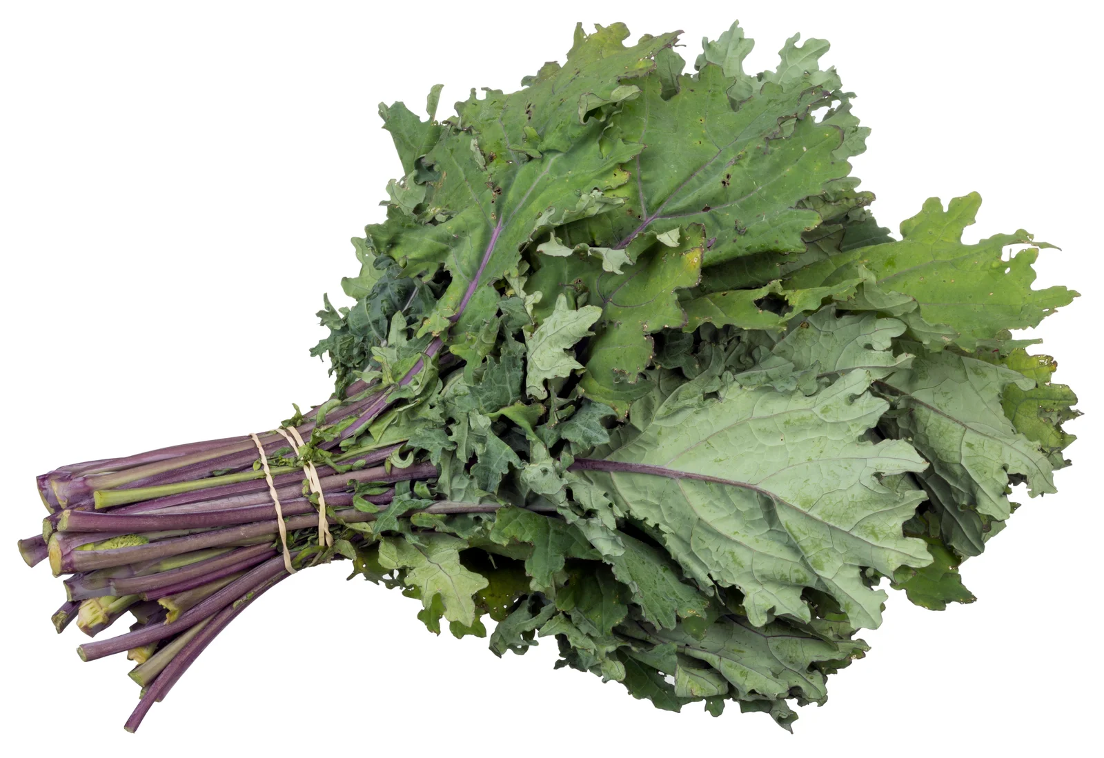Feuilles de chou kale rouge russe, excellente source alimentaire de lutéine pour protéger la santé des yeux
