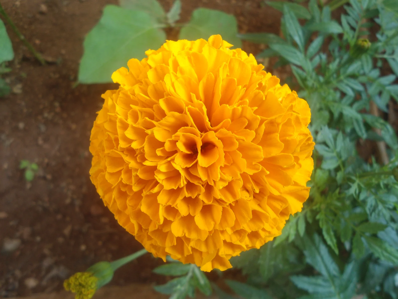 Fleur de tagetes erecta (souci), principale source industrielle de lutéine pour les compléments alimentaires
