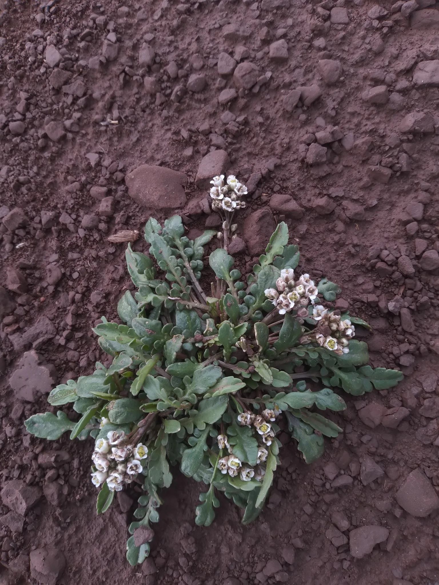 Plante de maca Lepidium meyenii en culture dans les Andes péruviennes
