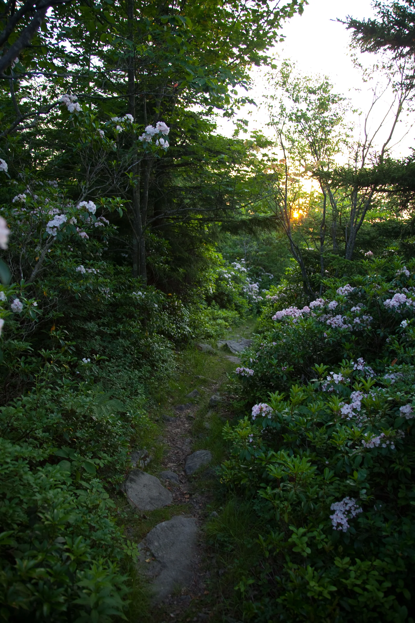 Sentier de randonnée fleuri en montagne, terrain idéal pour la marche afghane