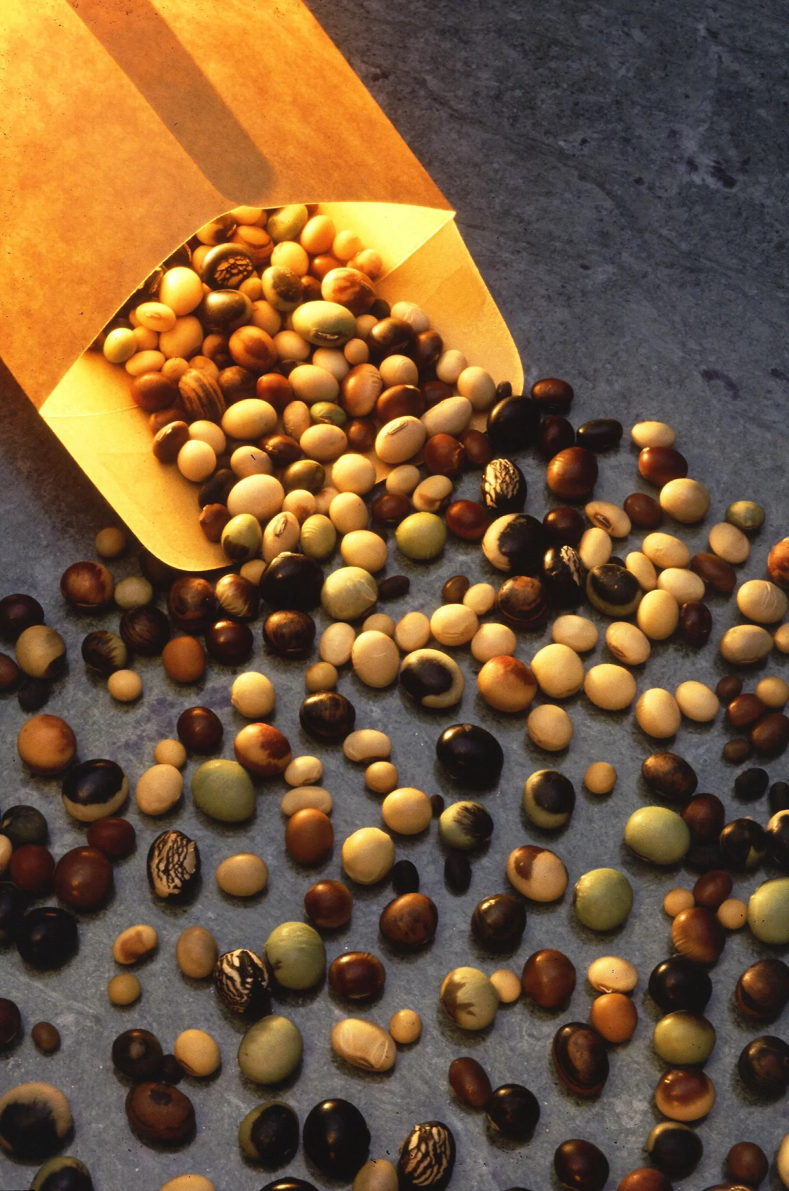 Graines de soja multicolores — sources d'isoflavones, compléments ménopause