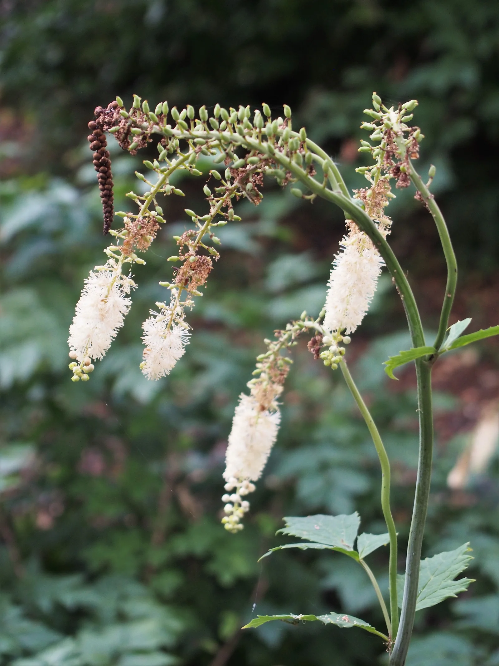 Actaea racemosa (actée à grappes noires), l'une des plantes les plus étudiées pour les symptômes de la ménopause