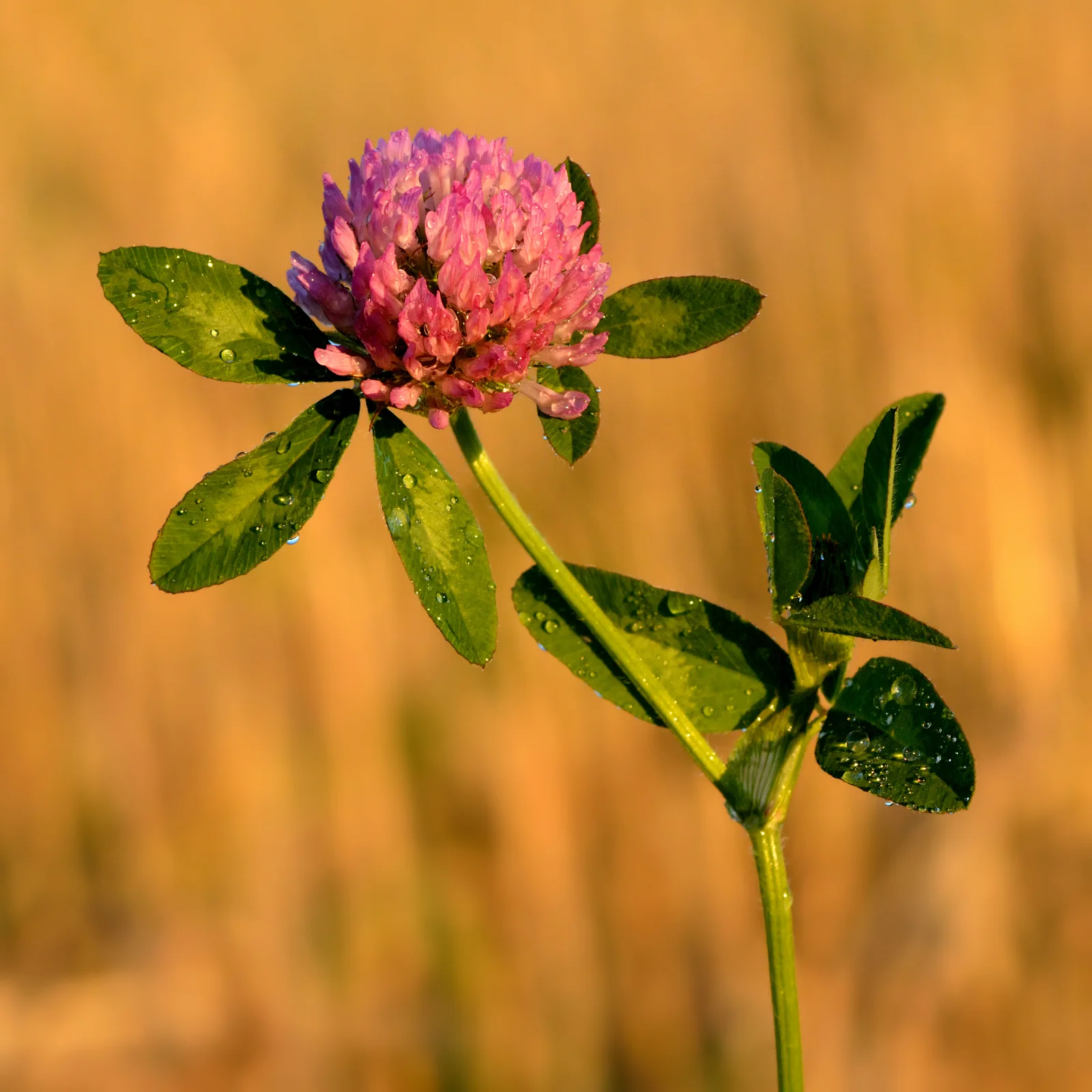 Trèfle rouge (Trifolium pratense), source naturelle d'isoflavones bénéfiques en période de ménopause