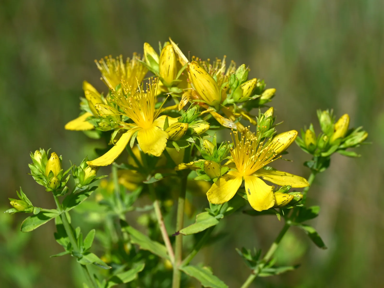Champ de millepertuis Hypericum perforatum en fleurs jaunes
