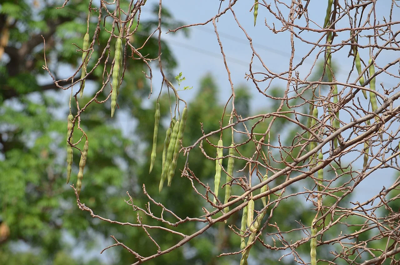 Arbre moringa avec ses fruits gousses — Moringa oleifera au Ghana