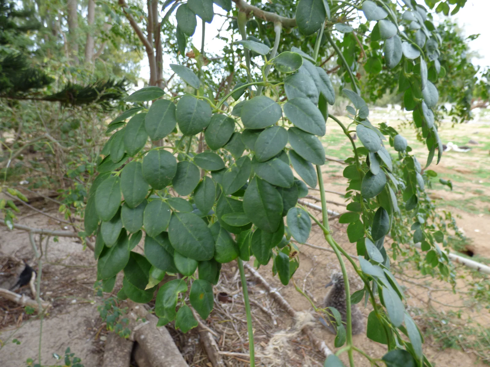 Moringa : bienfaits, dangers et comment utiliser ce superaliment
