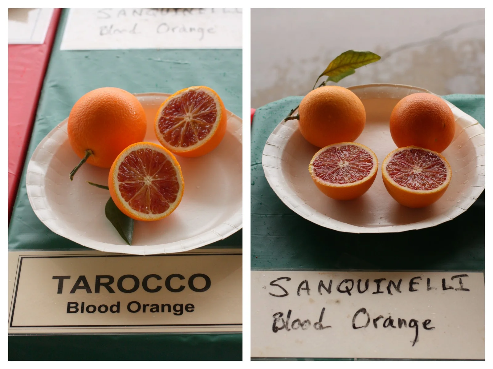 Oranges sanguines fraîches source naturelle d'anthocyanes pour le Morosil