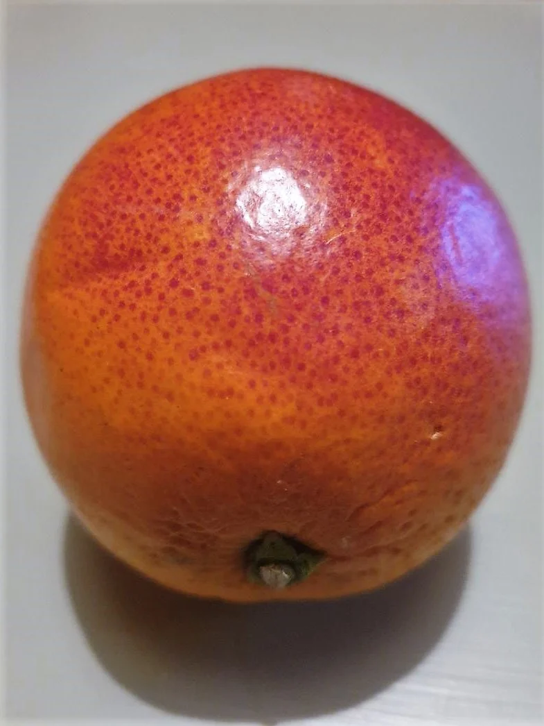 Orange sanguine Moro coupée montrant la couleur rouge des anthocyanes Morosil