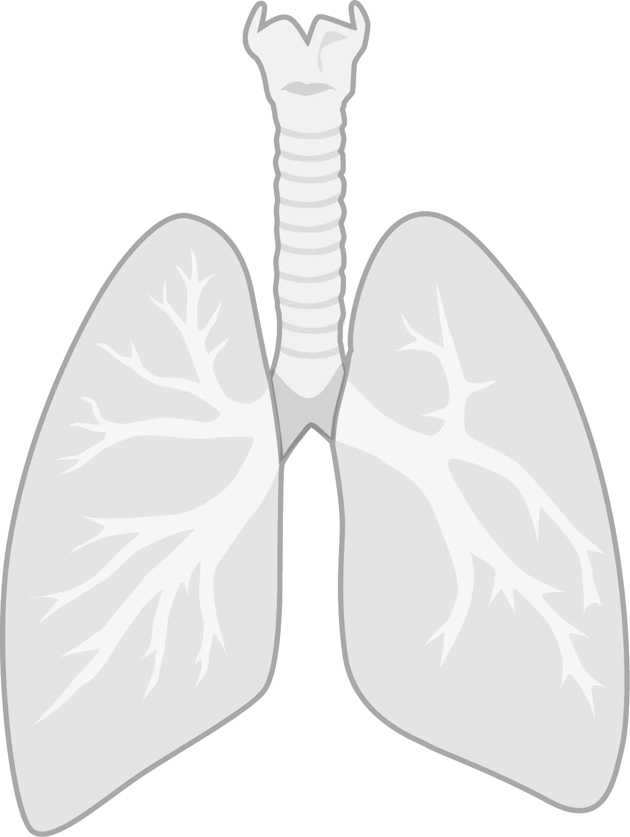 Illustration anatomique des poumons, organe cible historique de la NAC en pneumologie