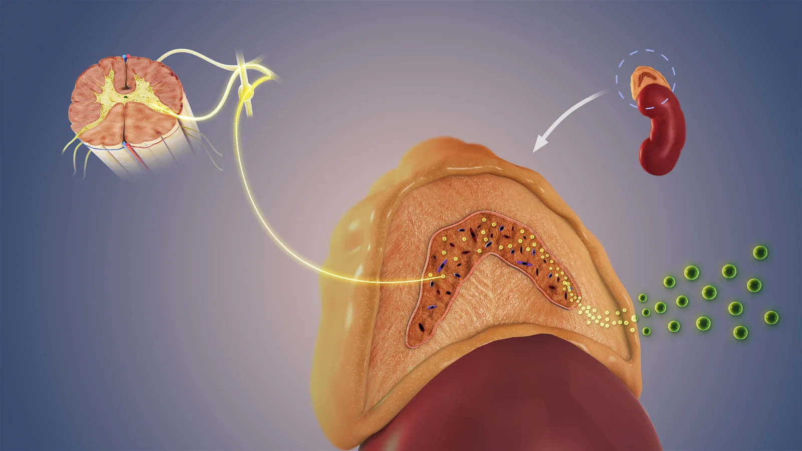 Schéma du système nerveux autonome et équilibre sympathique-parasympathique