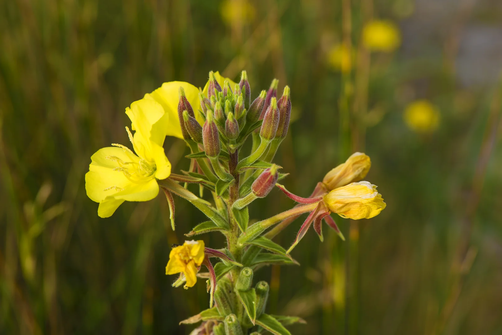 Fleurs d'onagre Oenothera biennis jaunes — plante médicinale pour l'équilibre hormonal féminin