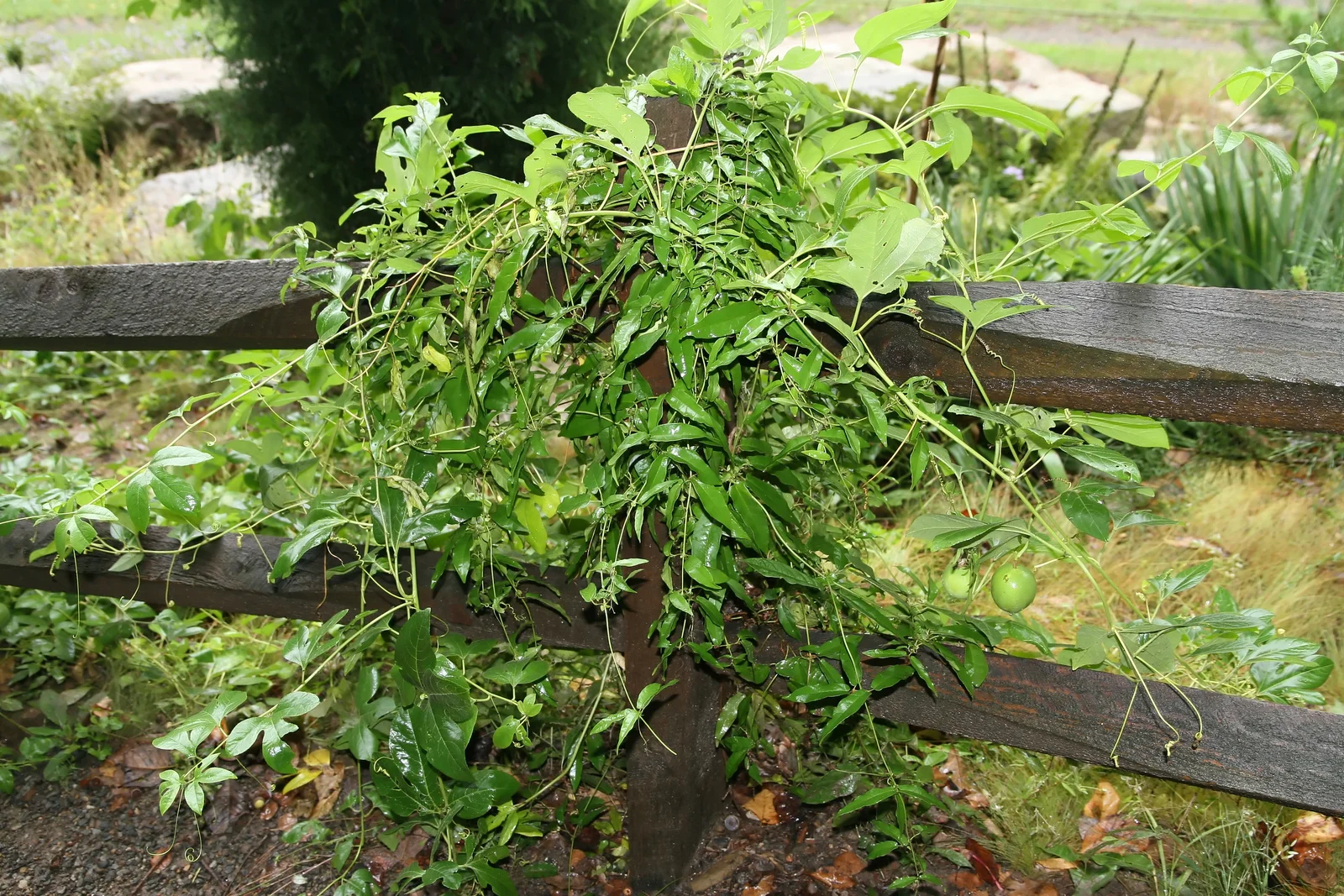 Passiflora incarnata gros plan des filaments violets de la fleur