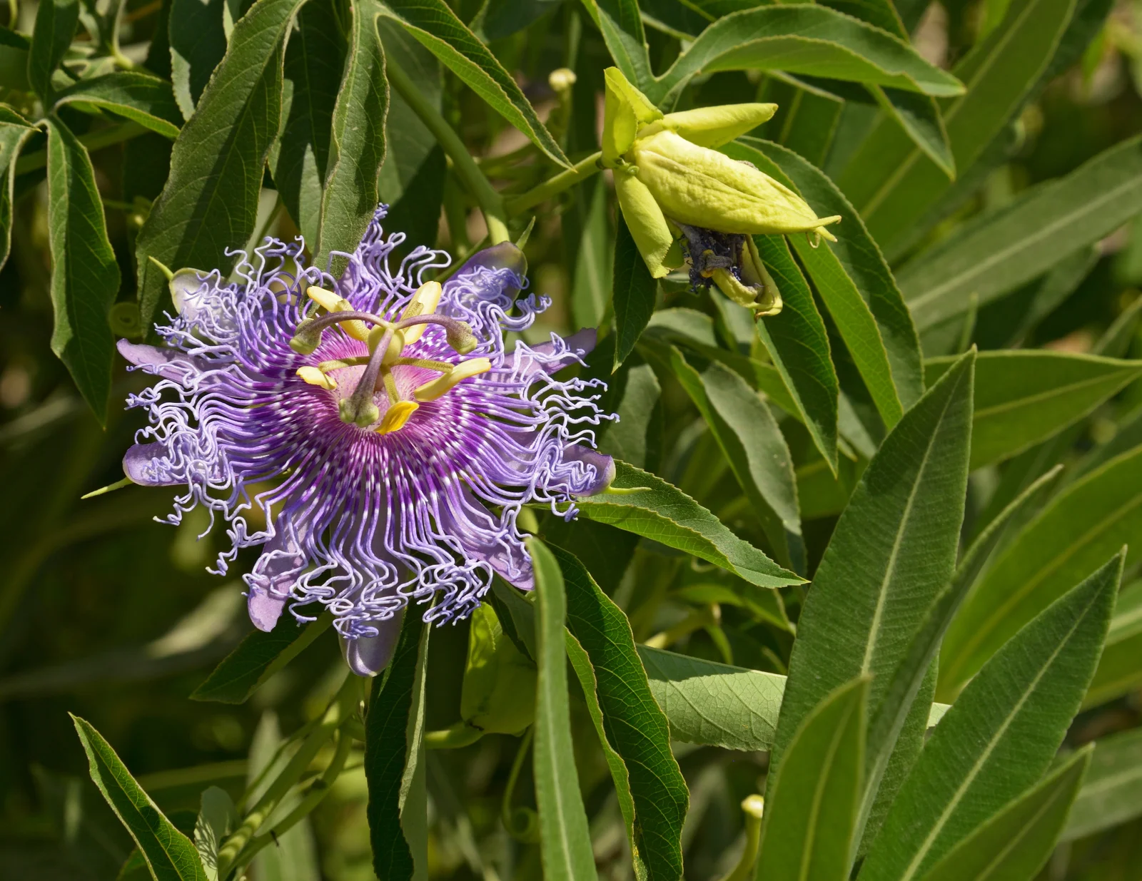 Plante de passiflore Passiflora incarnata en fleur dans son environnement naturel