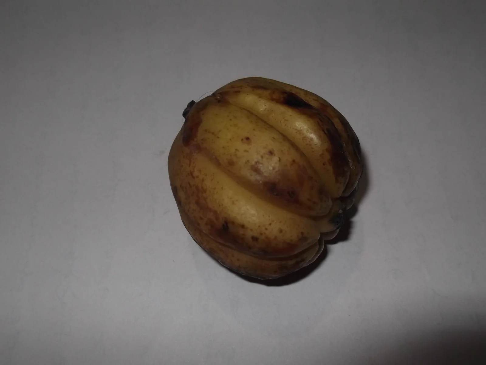 Garcinia cambogia, fruit tropical riche en acide hydroxycitrique (HCA)