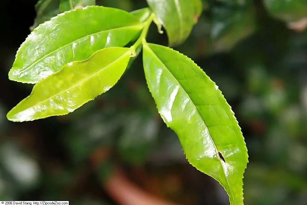 Phytothérapie et minceur : les plantes qui fonctionnent vraiment