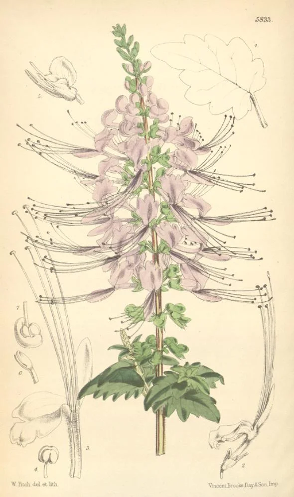 Orthosiphon stamineus (thé de Java) — illustration botanique historique de la plante diurétique asiatique