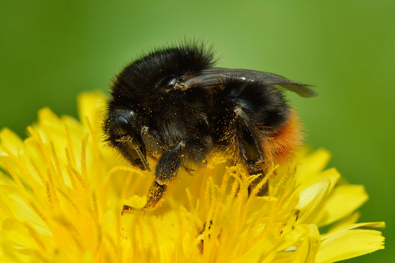 Pissenlit (Taraxacum officinale), plante diurétique naturellement riche en potassium