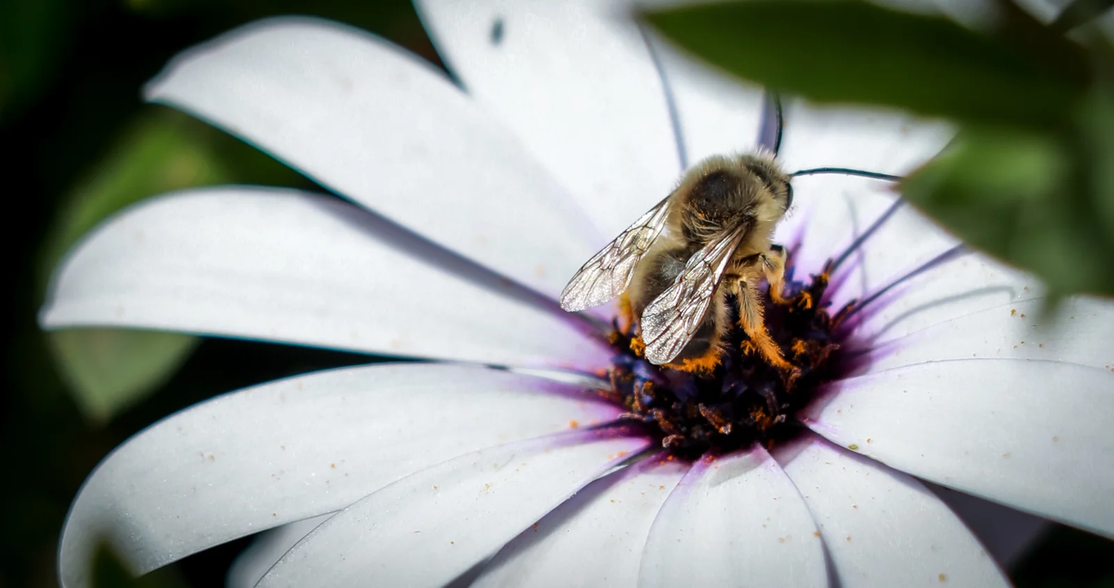 Abeille collectant du pollen sur une fleur colorée