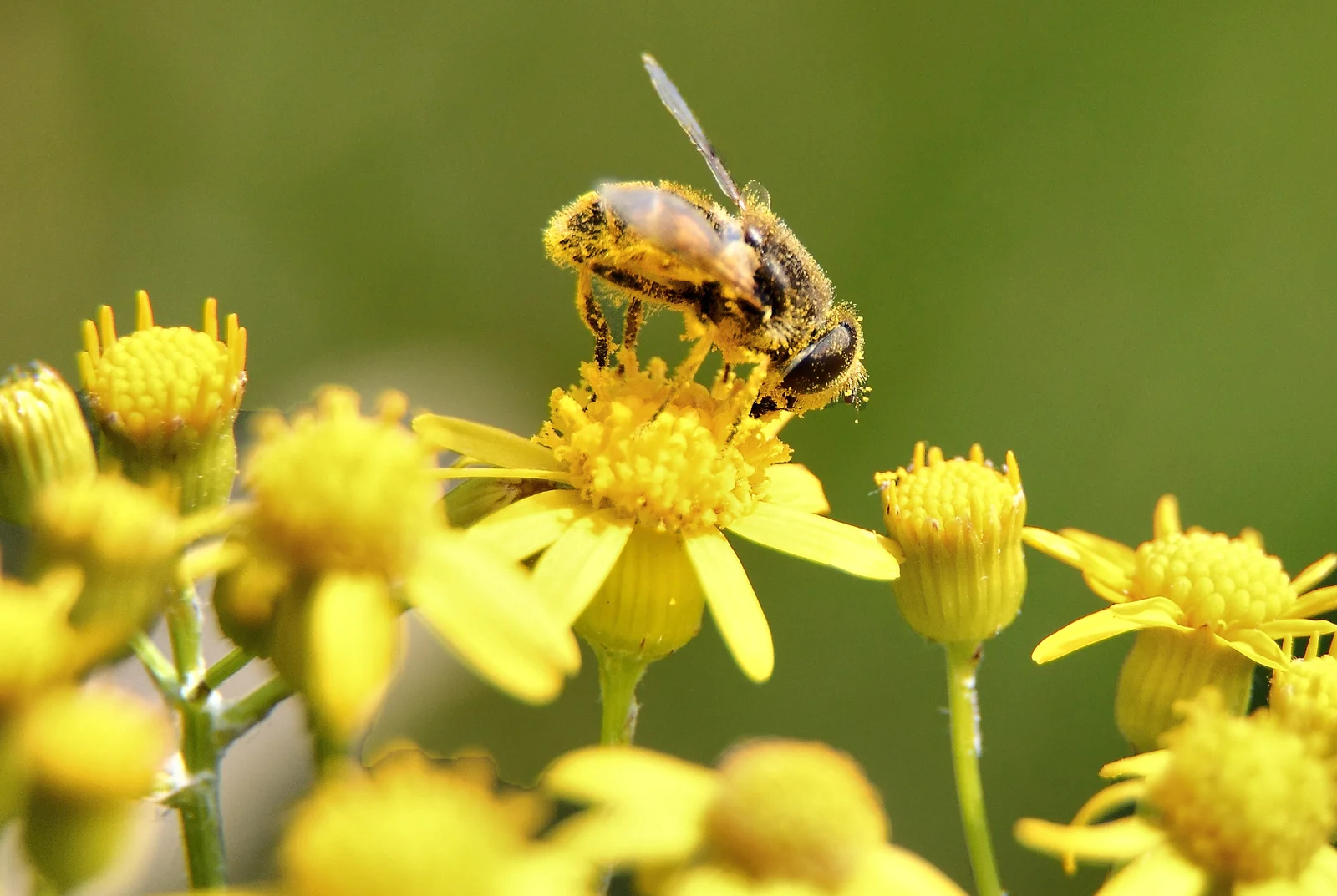 Granules de pollen d'abeille en macro-photographie