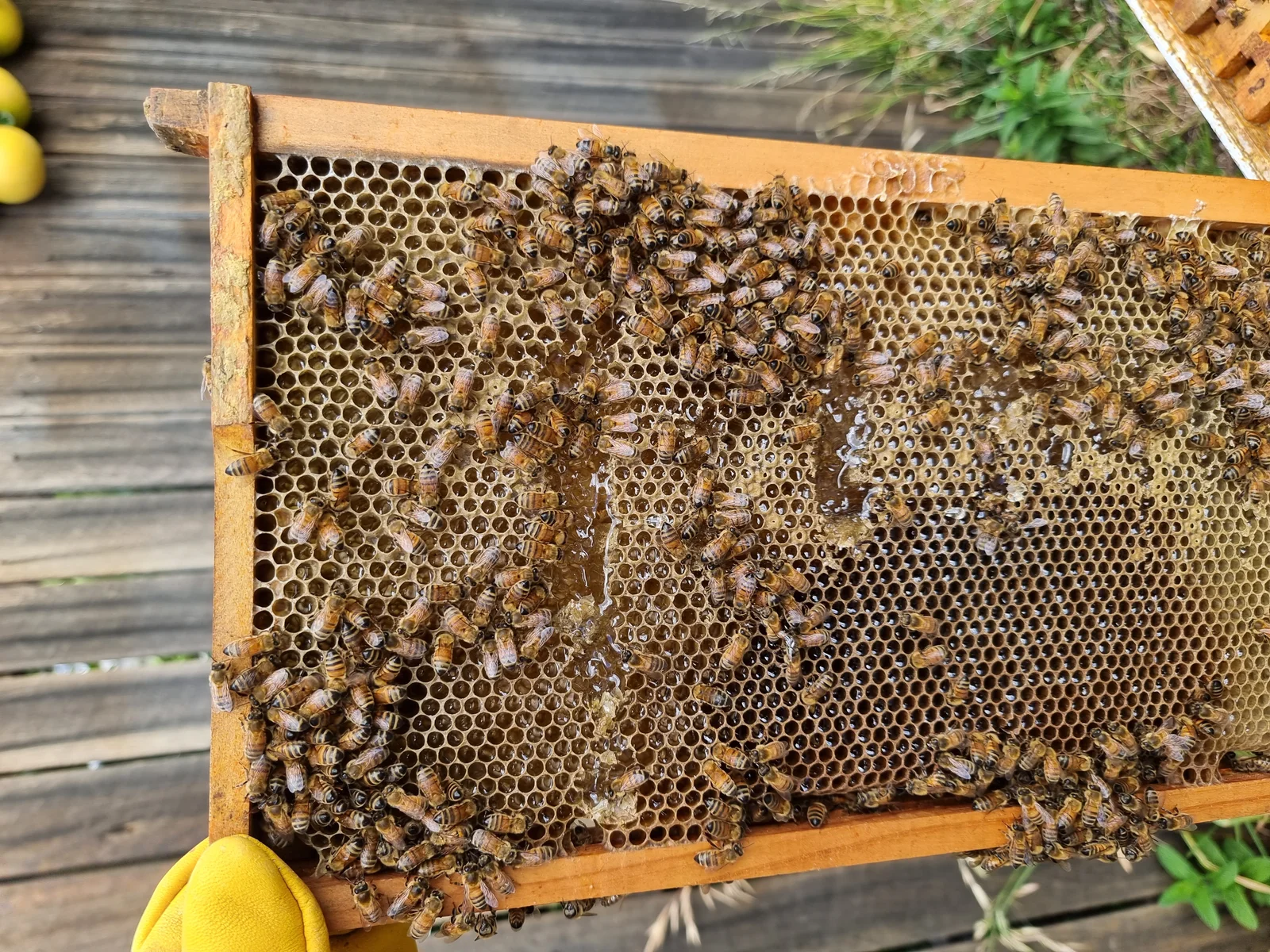 Cadre de ruche avec abeilles productrices de propolis — miel et résine naturelle