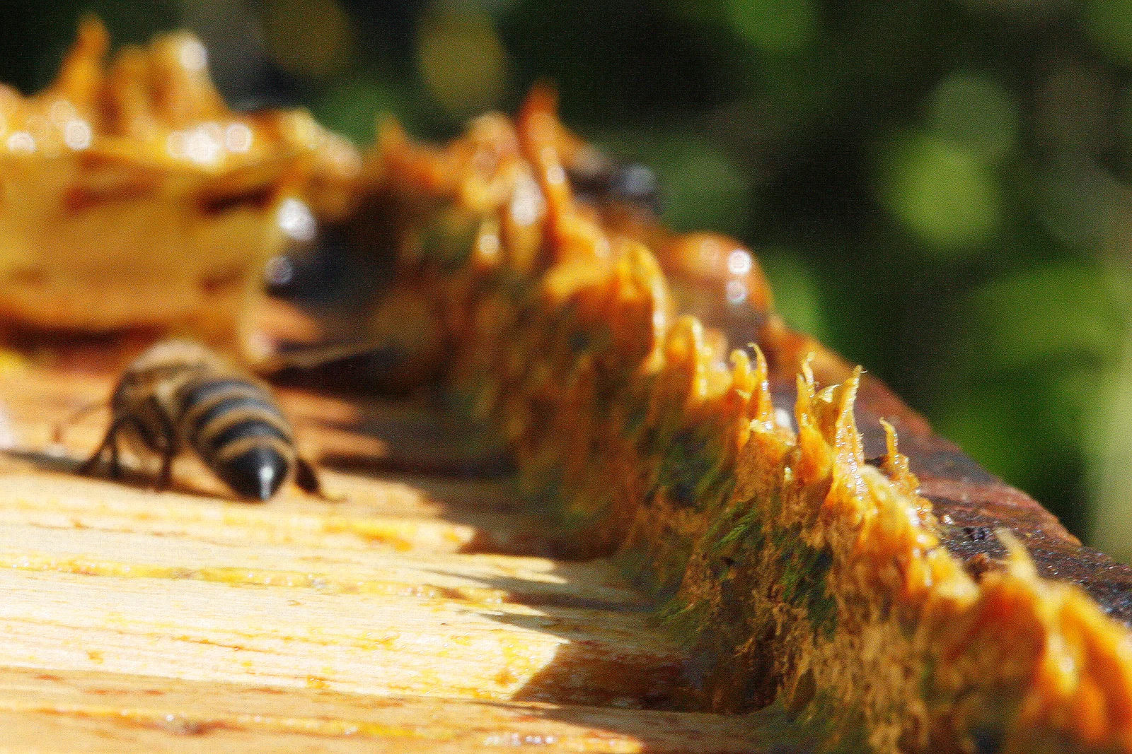 Propolis : bienfaits, posologie et comment bien la choisir