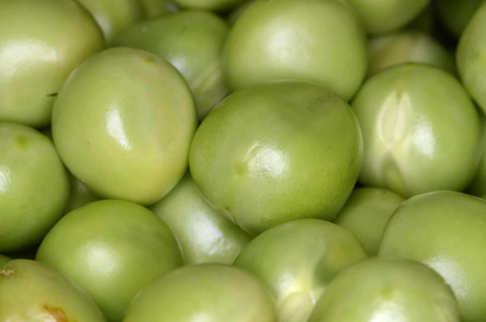 Petits pois frais, matière première utilisée pour fabriquer la protéine de pois en poudre