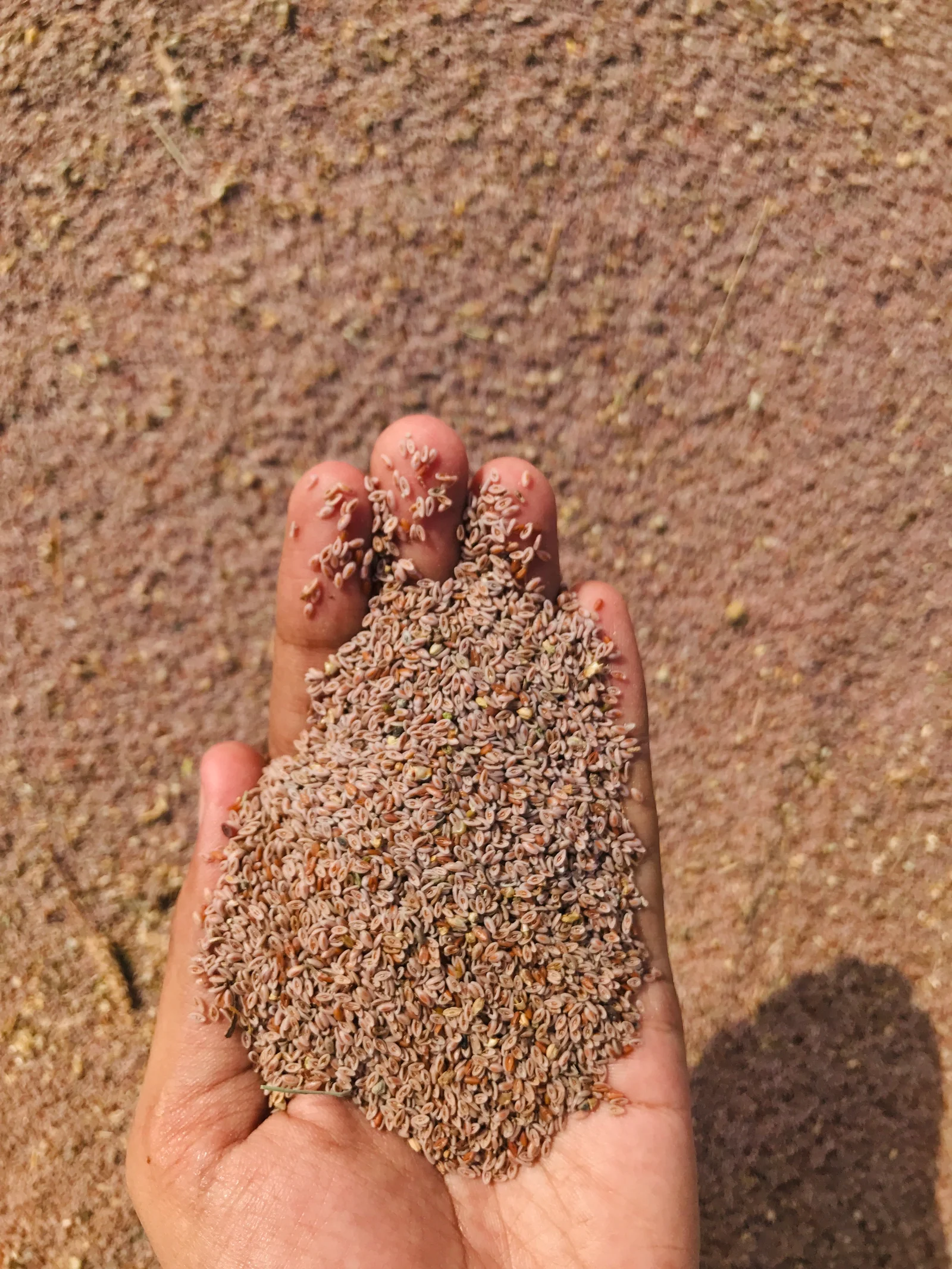 Psyllium blond : bienfaits pour le transit, la glycémie et comment l'utiliser