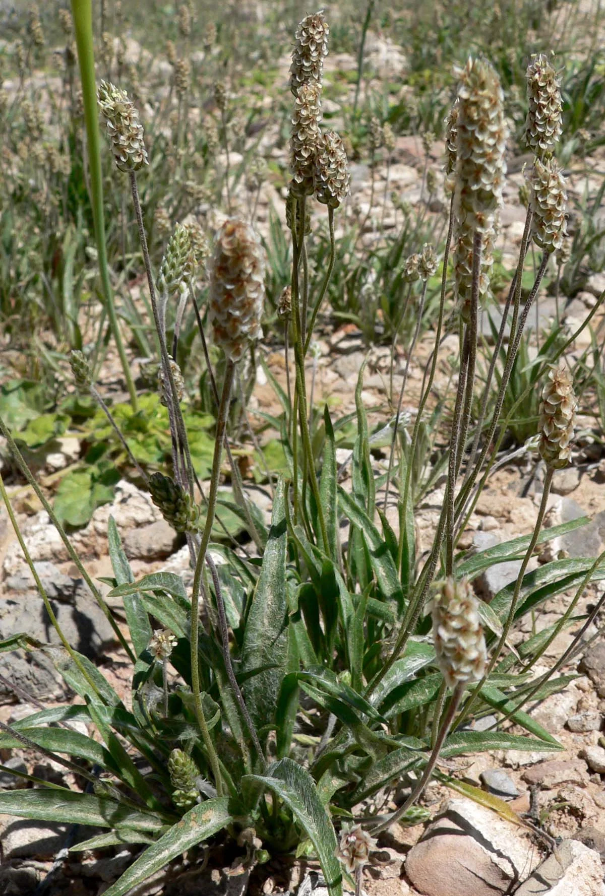 Plante Plantago ovata en fleurs — source naturelle du psyllium blond