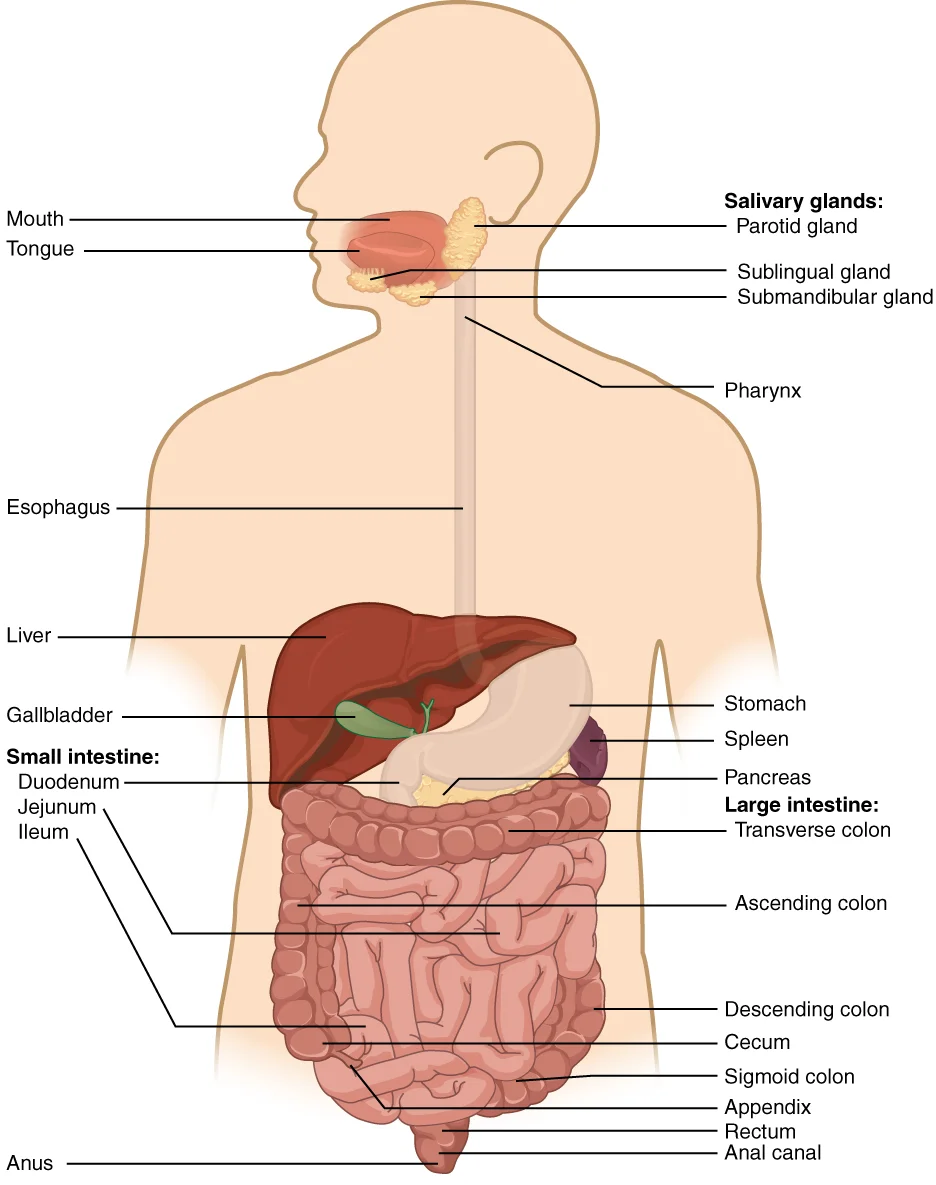 Système digestif humain — illustration anatomique des organes digestifs
