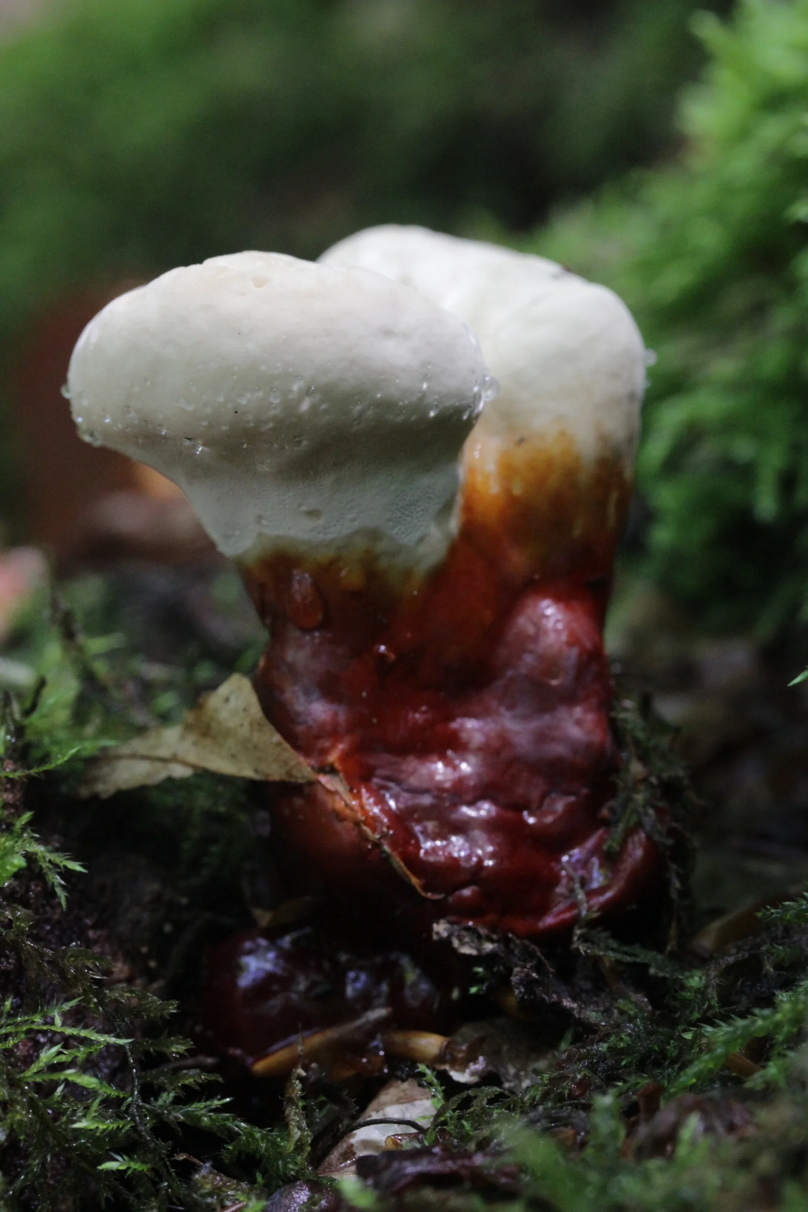 Champignon Ganoderma lucidum cultivé naturellement, face inférieure