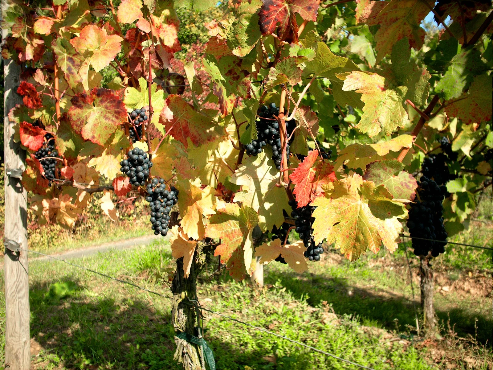 Vignoble de raisins rouges — les raisins noirs contiennent les concentrations les plus élevées en resvératrol