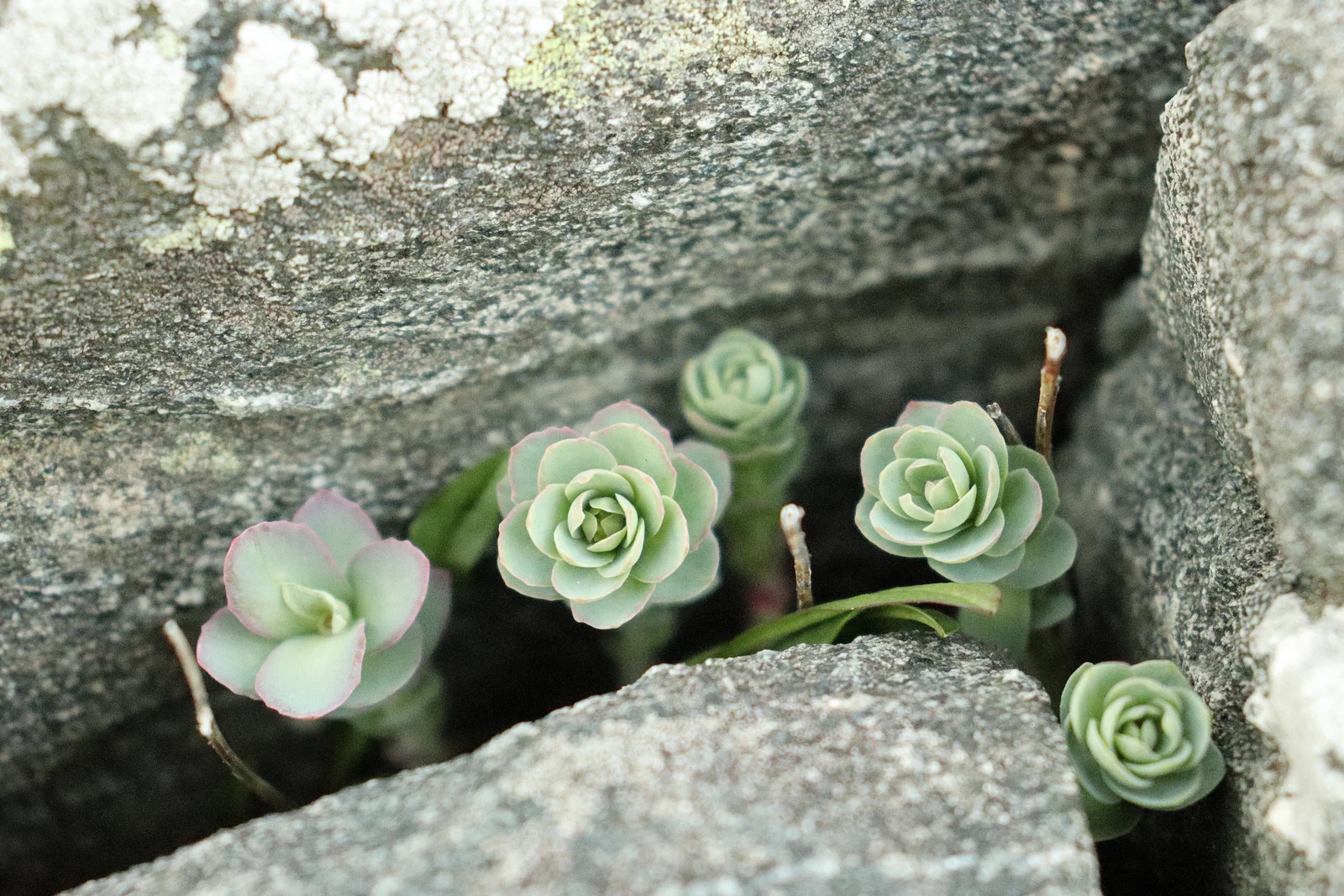 Rhodiola rosea fleurissant sur les falaises d'Austevoll en Norvège