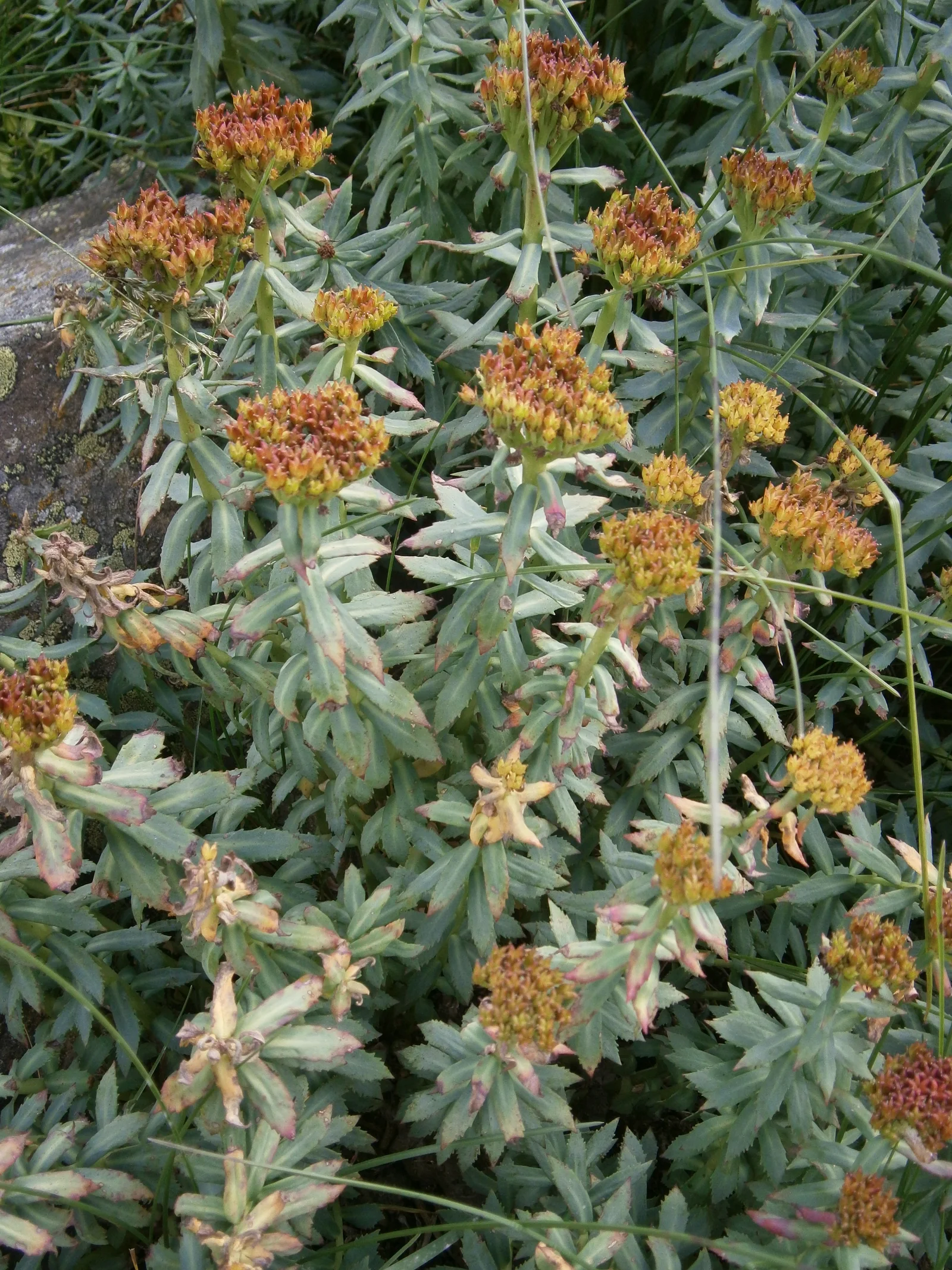 Rhodiola rosea — spécimen de jardin botanique montrant la structure de la plante