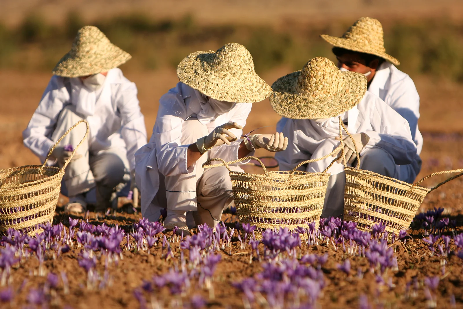 Récolte manuelle du safran dans une ferme iranienne culture traditionnelle
