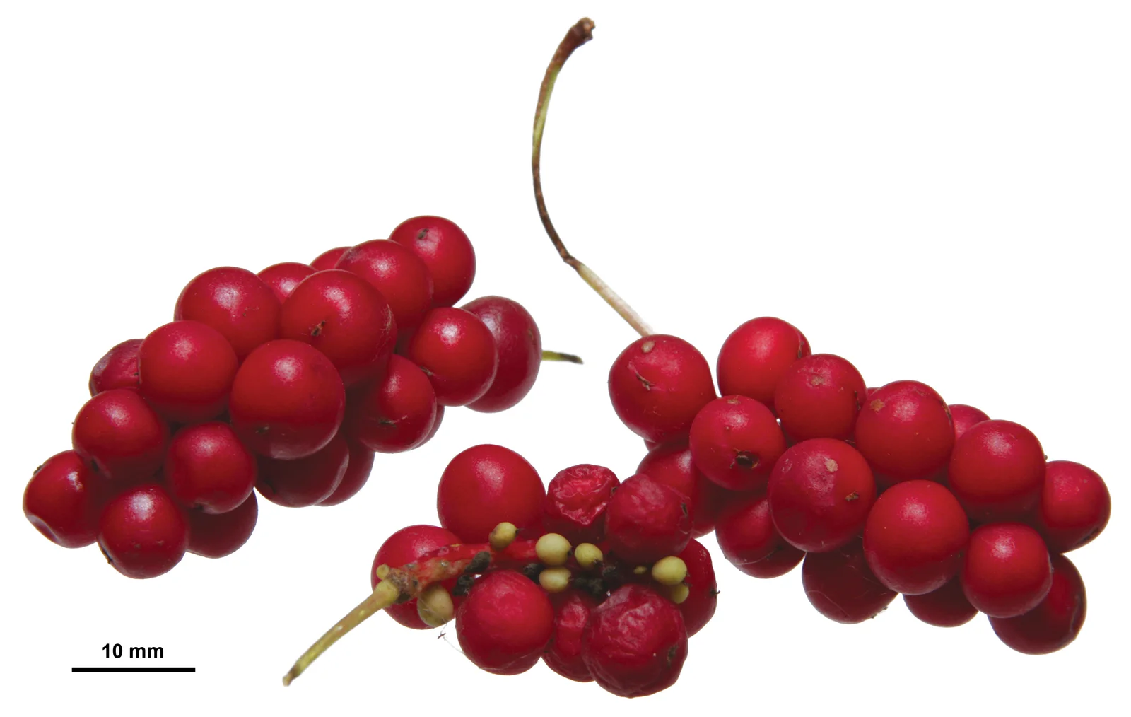 Schisandra : bienfaits de cette plante adaptogène méconnue