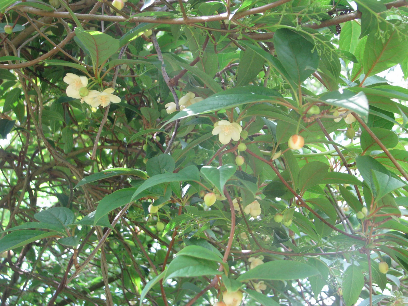 Liane de schisandra chinensis en fleur avec ses feuilles caractéristiques