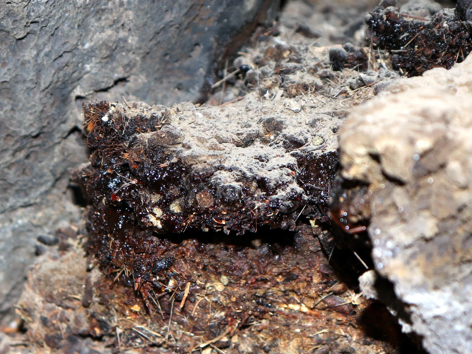 Shilajit dans son environnement naturel — roche montagneuse himalayenne