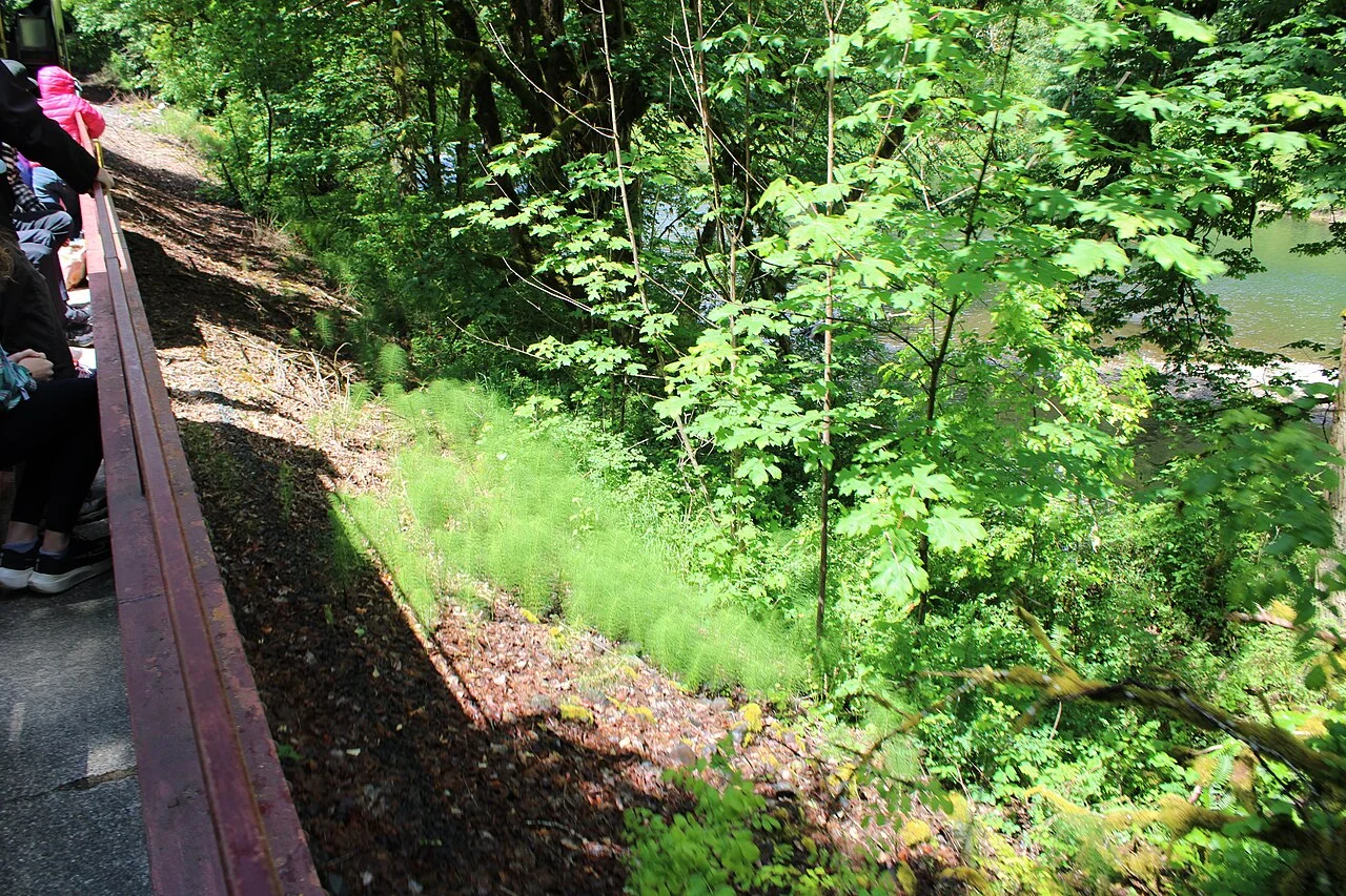 Grande prêle (Equisetum telmateia) dans un environnement naturel, source végétale de silicium