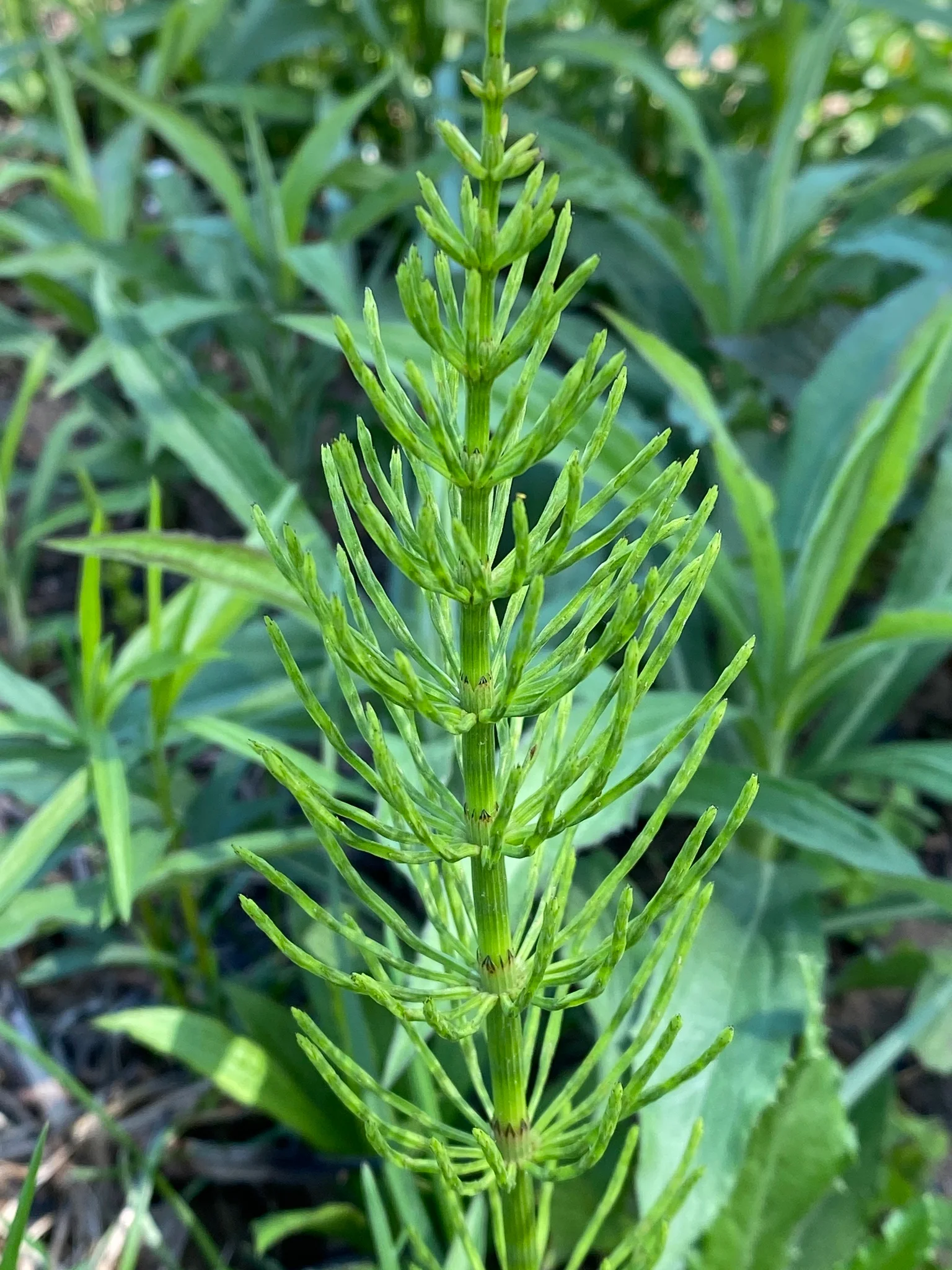 Silicium organique : bienfaits pour les articulations, la peau et les cheveux