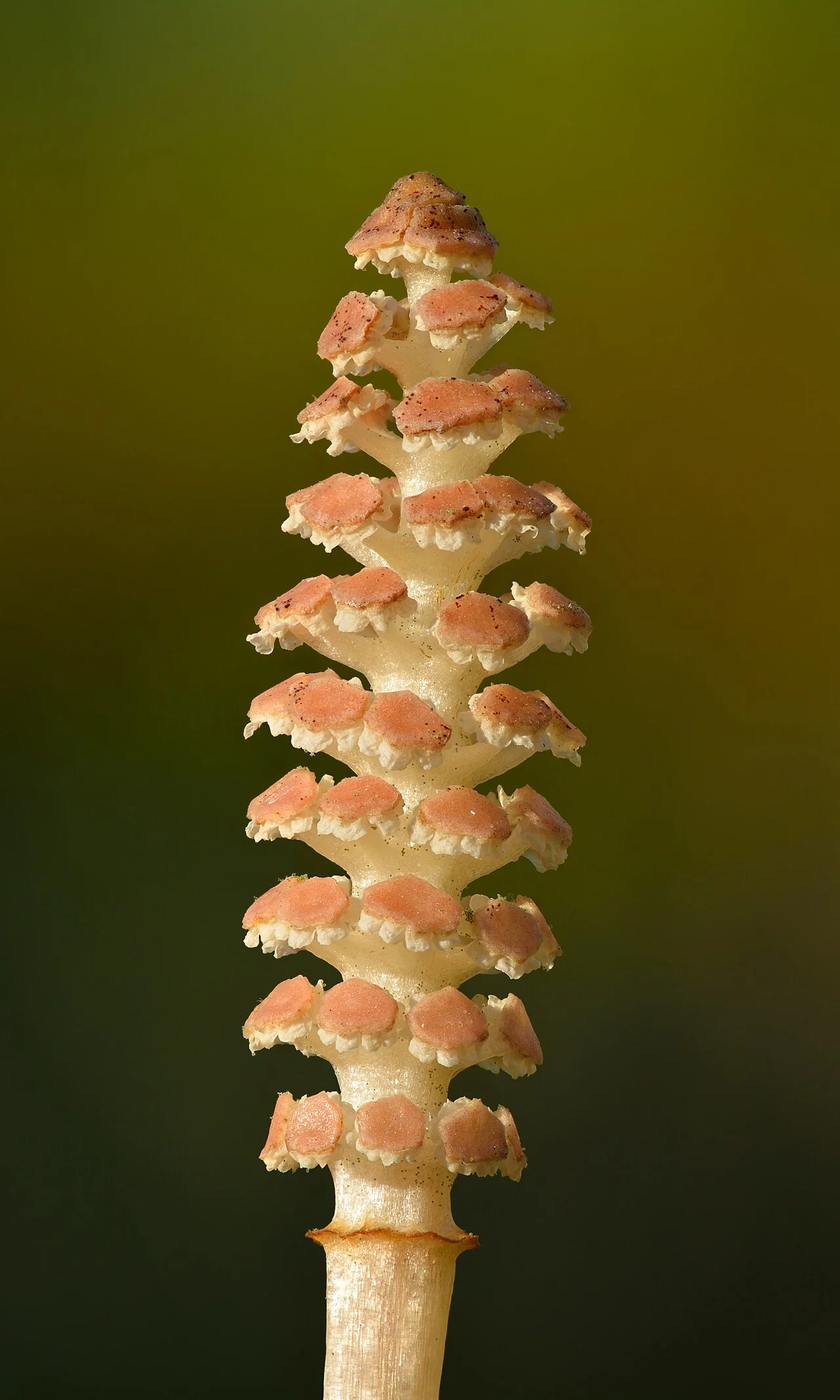 Tige fertile de prêle des champs (Equisetum arvense), riche en acide silicique